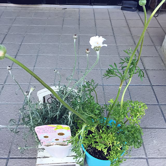 ronさんの実例写真