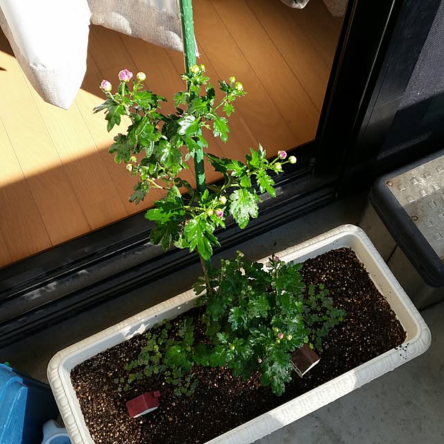 M.Sさんの実例写真