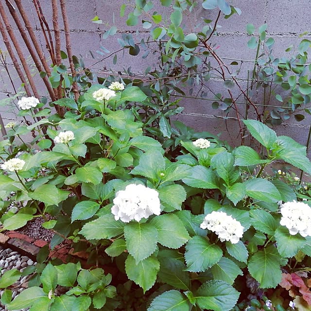 hiromiさんの実例写真