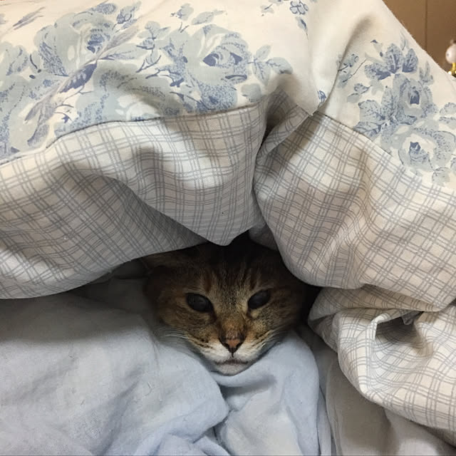 hatsumiさんの実例写真
