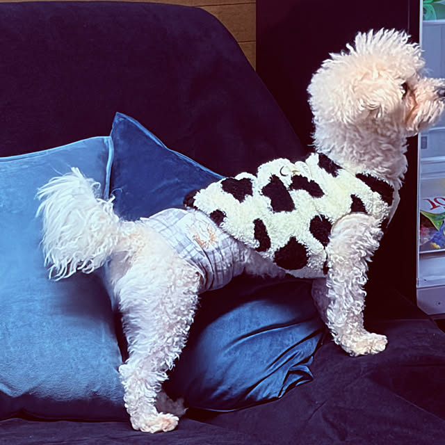 chacoさんの部屋