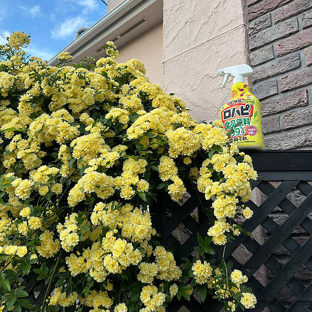 Megumiさんの実例写真