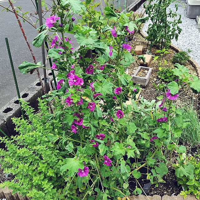 mutsuさんの部屋