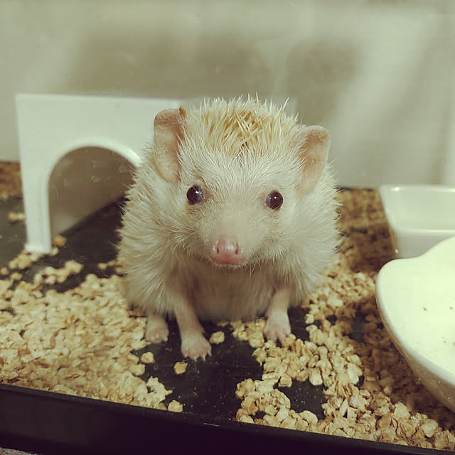 kouさんの実例写真