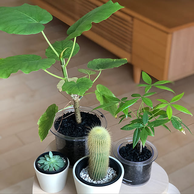 mintさんの実例写真