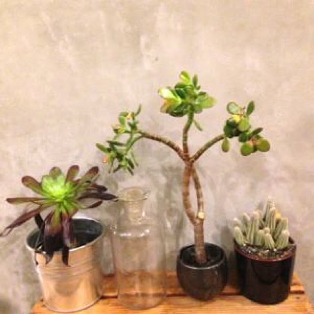 棚/観葉植物+..・* ❁のインテリア実例 - 2015-04-18 22:26:11