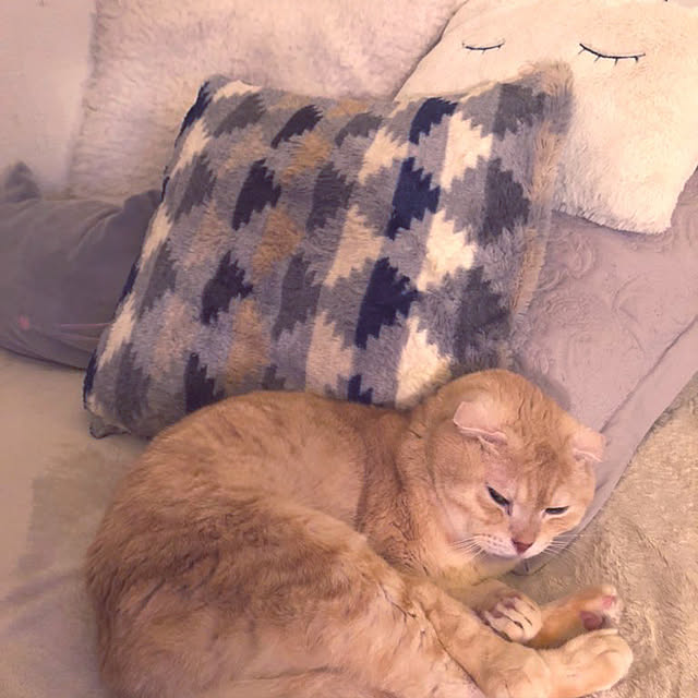 viviさんの実例写真