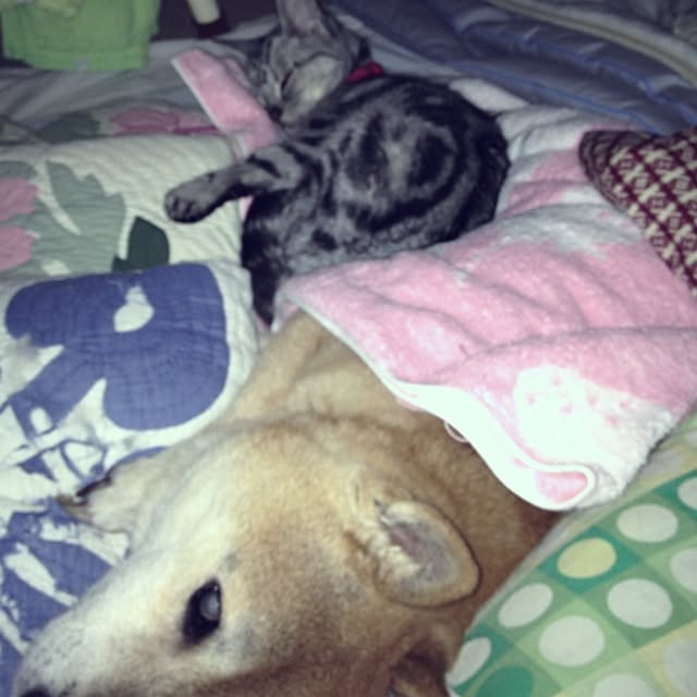 WIENERBOYSさんの実例写真