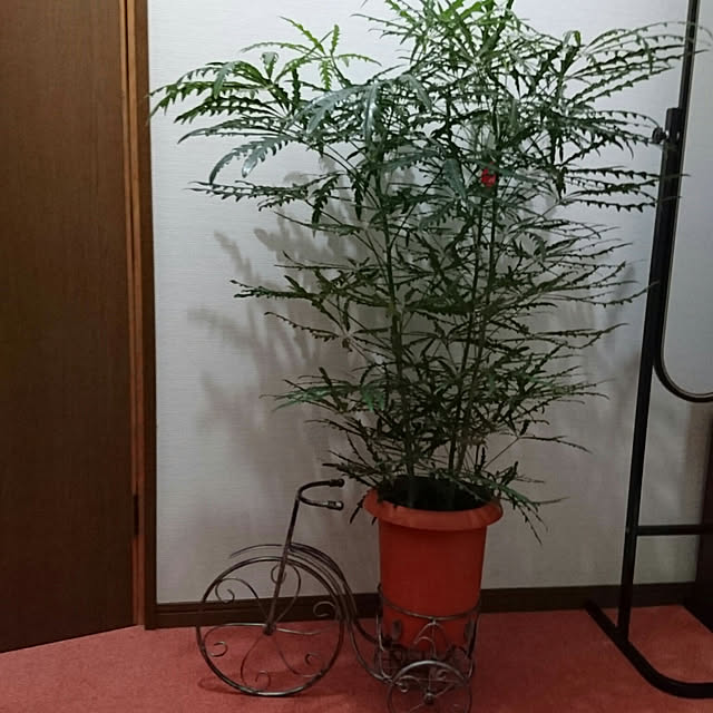 玄関/入り口/観葉植物のインテリア実例 - 2017-10-18 19:45:08