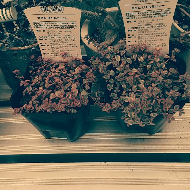 kochaさんの実例写真