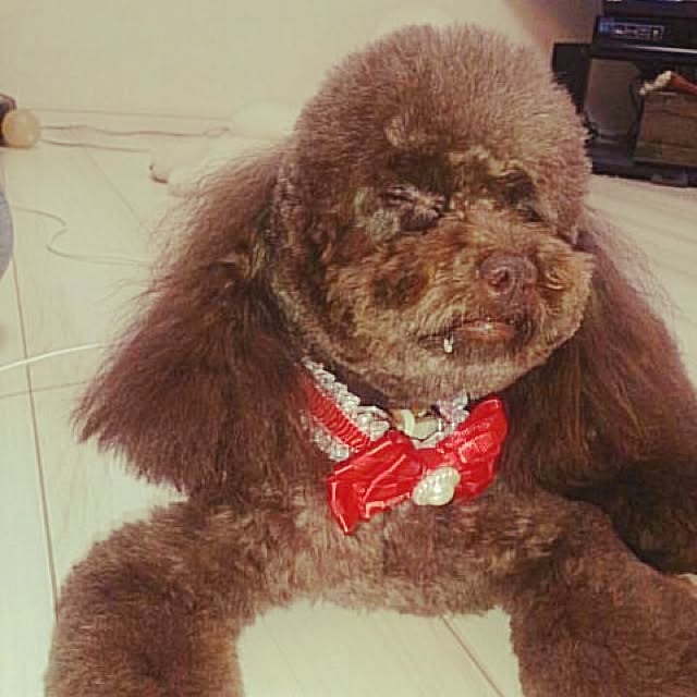 ayaroicoさんの実例写真
