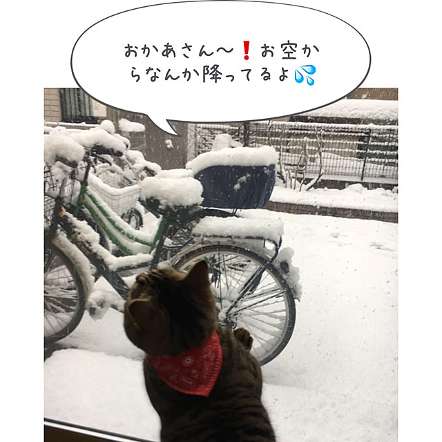 Mihoさんの実例写真
