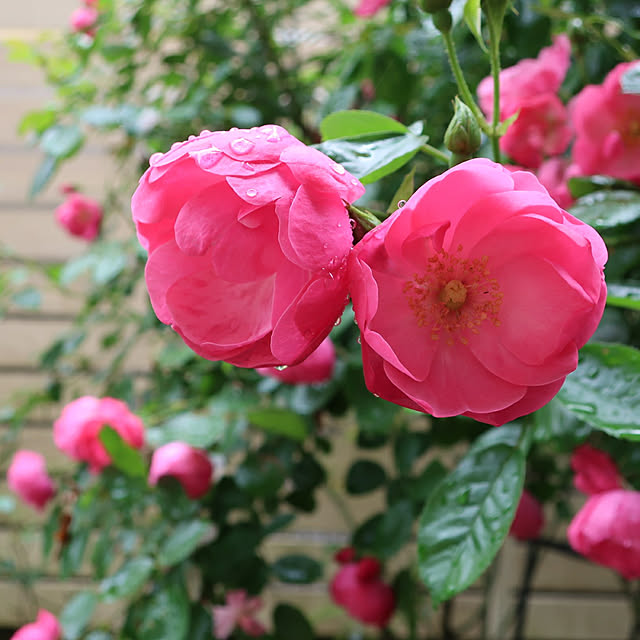 magnoliaさんの実例写真
