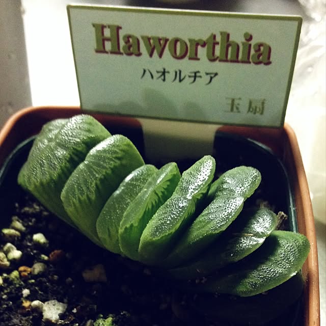 Y.Mさんの実例写真