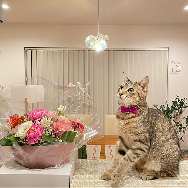 sayapiさんの実例写真