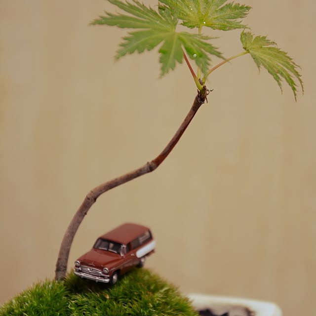 shotaさんの実例写真