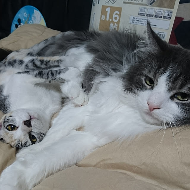 shinobuさんの実例写真