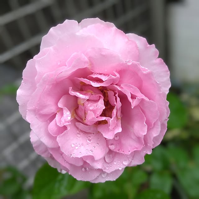 corocoro2525さんの実例写真