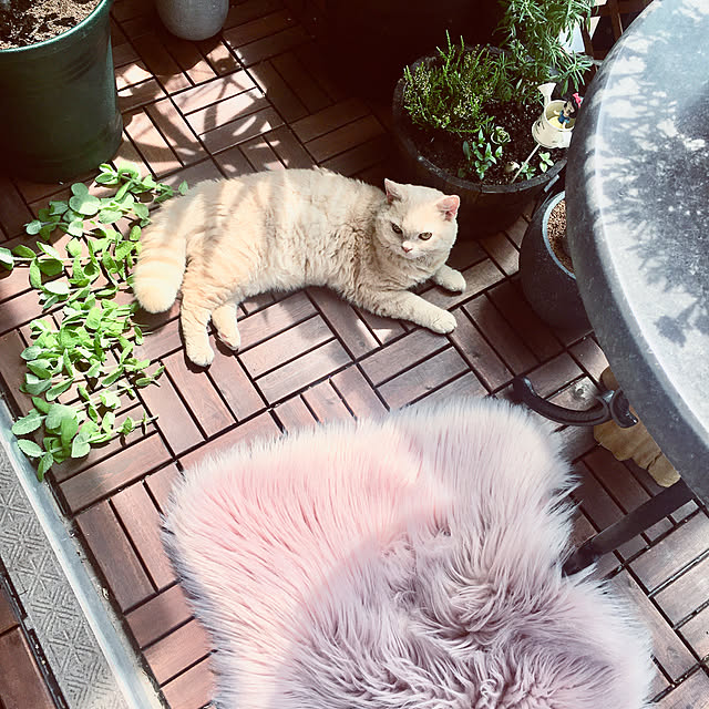 naokoさんの実例写真