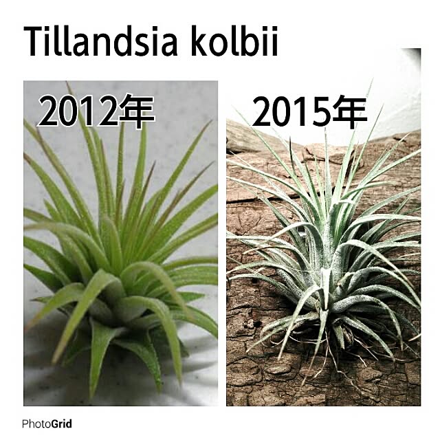 Plantexhibitionhallさんの実例写真