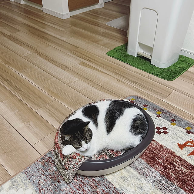 猫トイレは猫ベッド/2025.5.15/癒しスペース/マンション暮らし/猫と暮らすインテリア...などのインテリア実例 - 2025-05-15 01:39:03