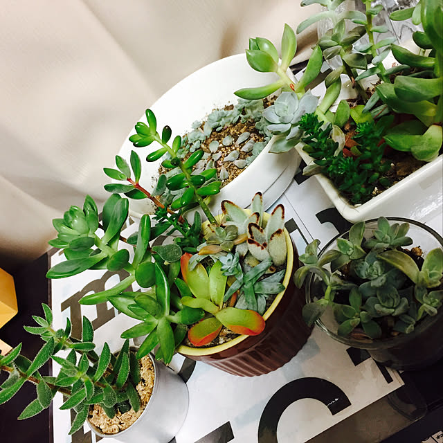 棚/多肉植物/観葉植物/植物のある暮らしのインテリア実例 - 2017-12-31 23:24:10