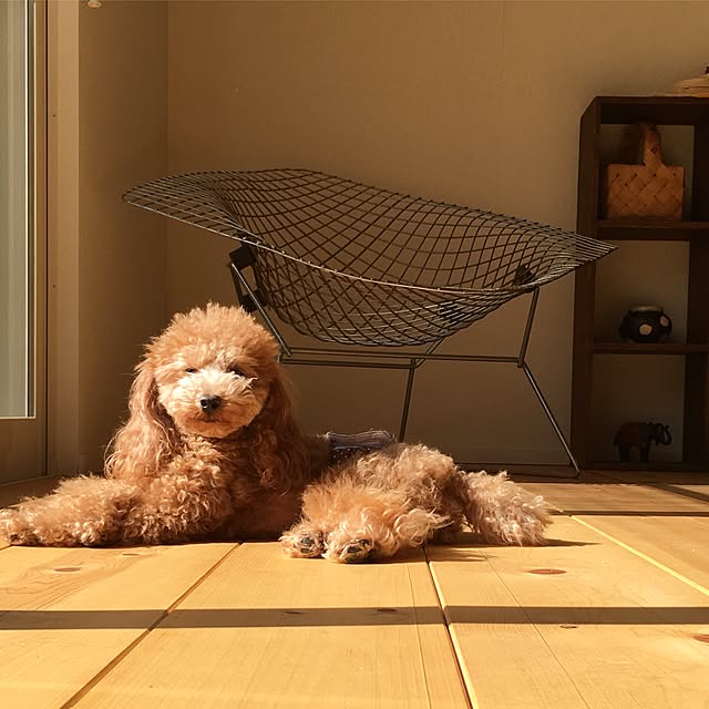 blanchomeさんの実例写真