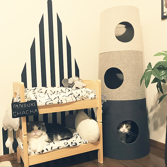 tansukeさんの実例写真