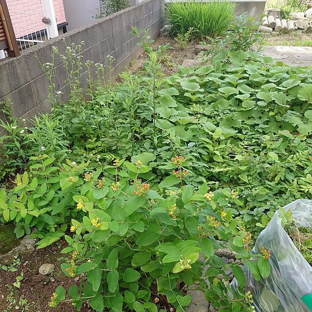 Green-appleさんの部屋