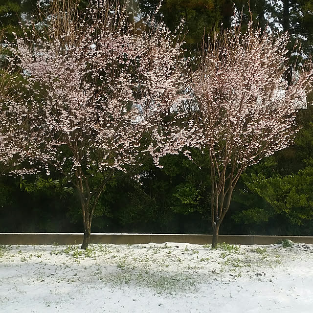 yoikoさんの実例写真