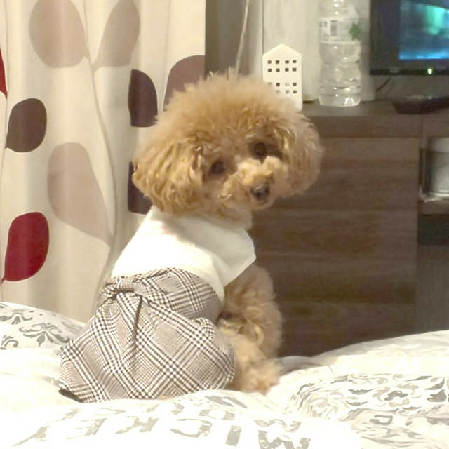 erisavesu4さんの実例写真