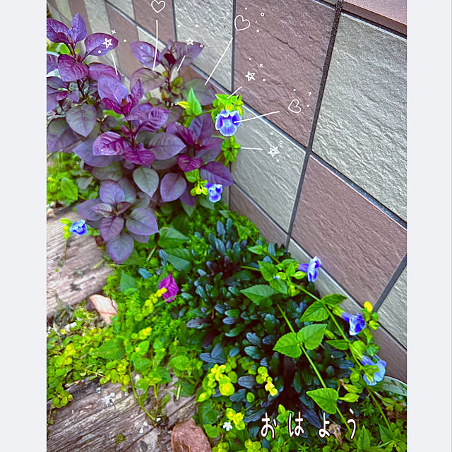 hinamamaさんの実例写真