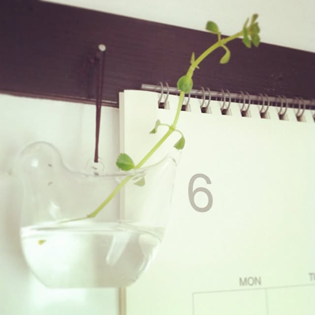 リビング/お花/植物/雑貨のインテリア実例 - 2013-06-15 15:43:42