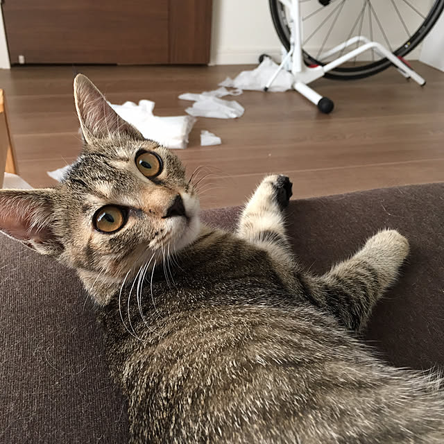 mikomaruさんの実例写真