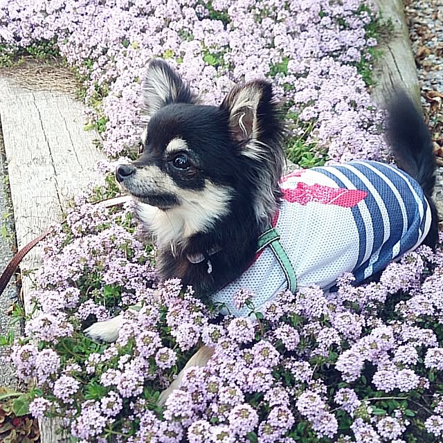 aokkoさんの実例写真