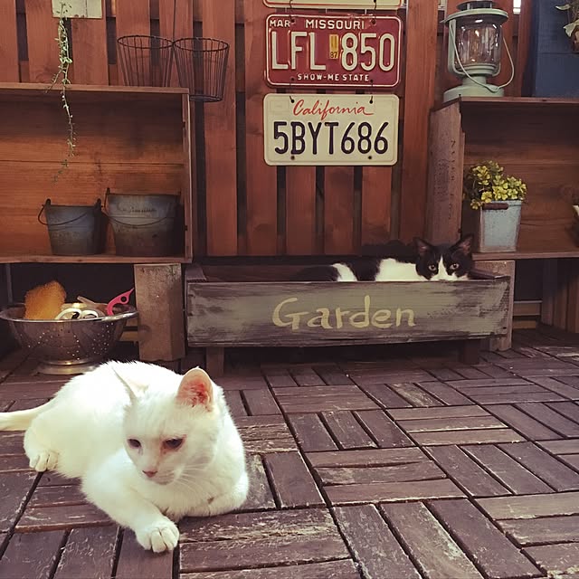 Miechamさんの実例写真