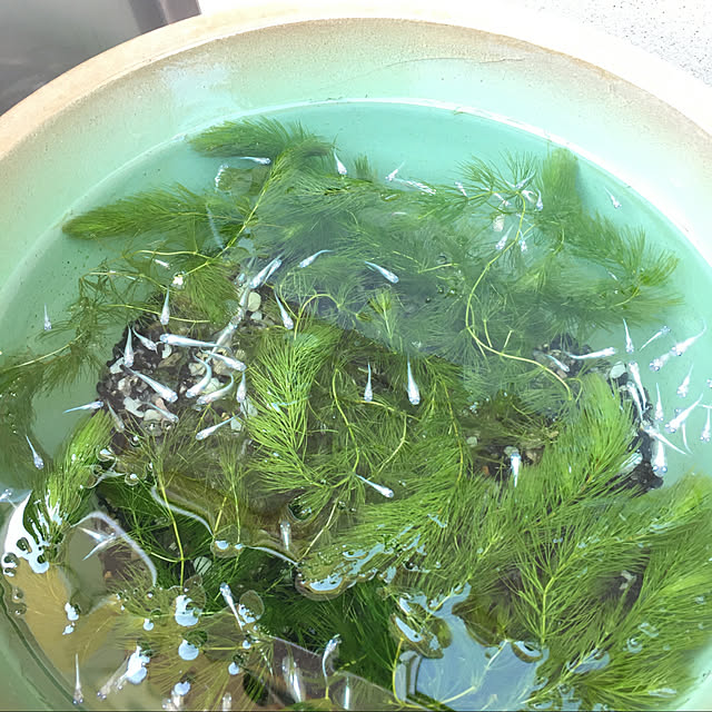 uraraさんの実例写真