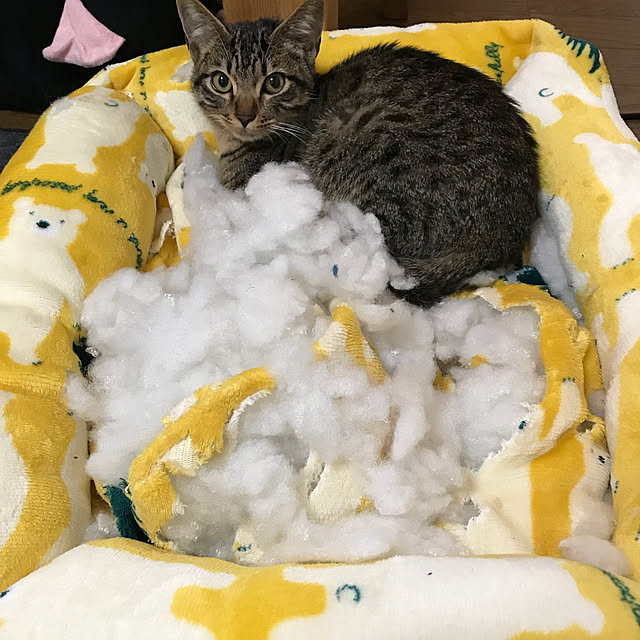 pepeさんの実例写真