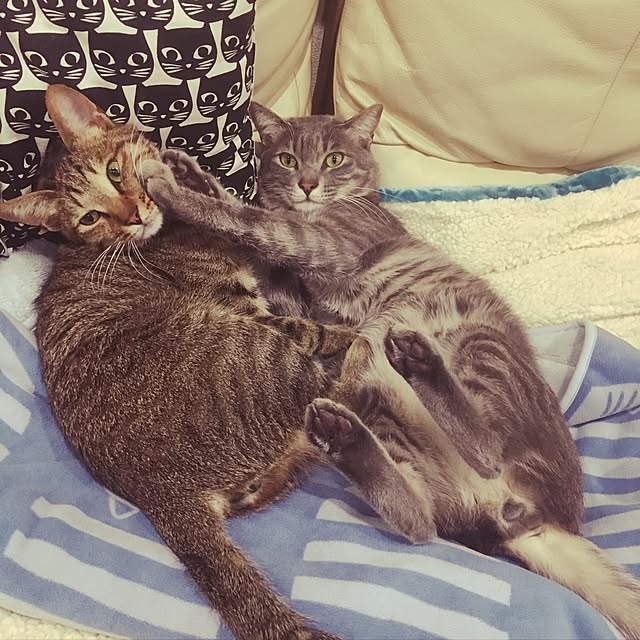 yonさんの実例写真