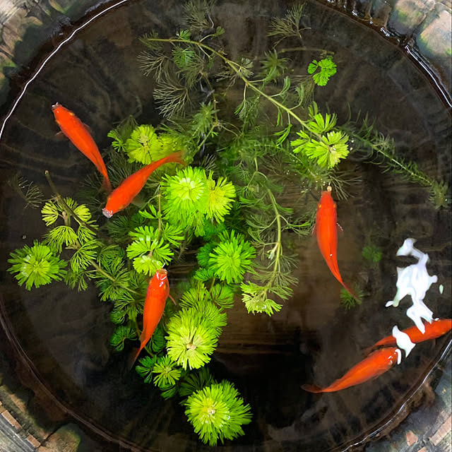 igukenさんの実例写真