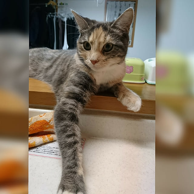 shinobuさんの実例写真