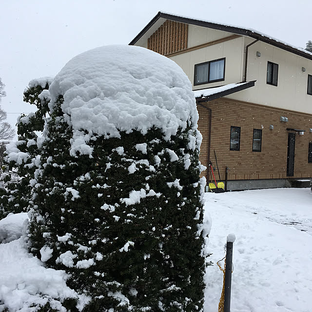shirkさんの実例写真