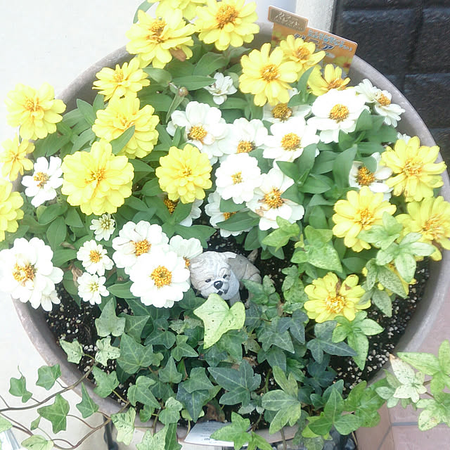 yellowflowerさんの実例写真