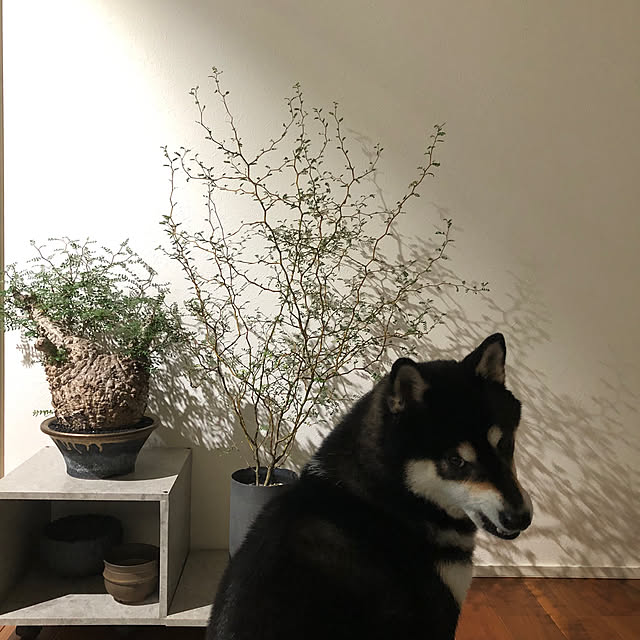 nuruiさんの部屋