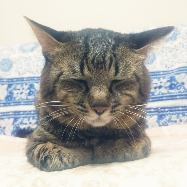 kittenblueさんの実例写真