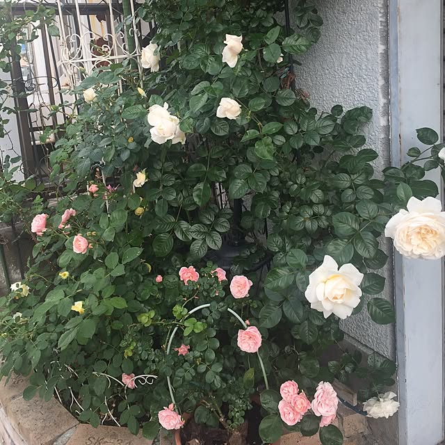 greenroseさんの実例写真