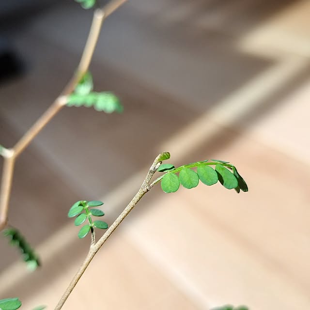 pecoさんの部屋