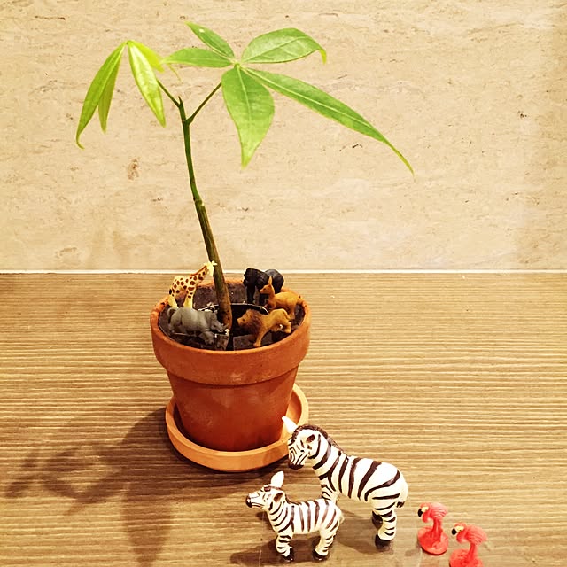 jagarikoさんの実例写真