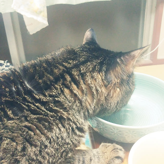 kittenblueさんの実例写真