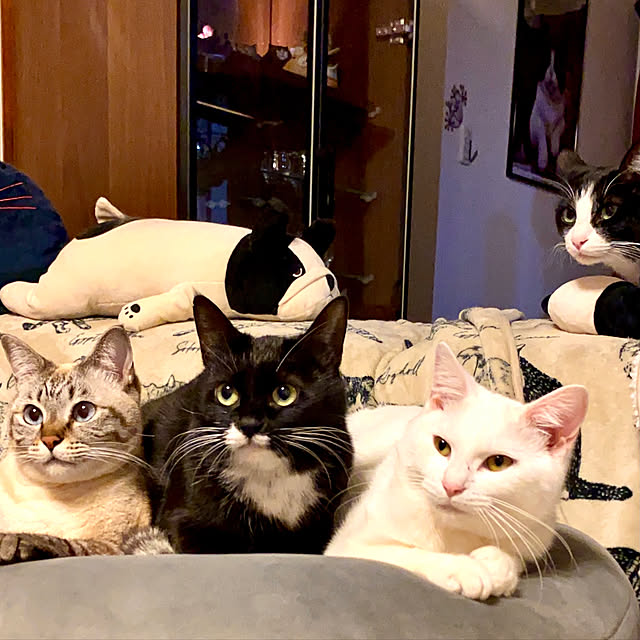 butachanさんの実例写真